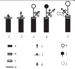 Relic Populations of Ranunculus kamtschaticus DC. (Ranunculaceae) in the Urals