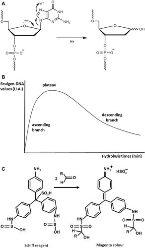 A brief history of the Feulgen reaction