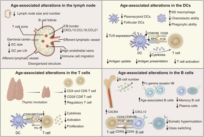 Insights into vaccines for elderly individuals: from the impacts of immunosenescence to delivery strategies