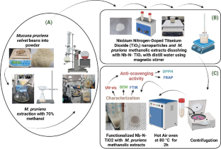 Functionalization of niobium nitrogen-doped titanium dioxide (TiO2) nanoparticles by using Mucuna pruriens methanolic extracts