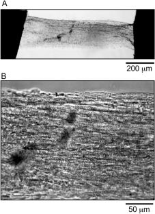 Biomechanical evaluation of flash-frozen and cryo-sectioned papillary muscle samples by using sinusoidal analysis: cross-bridge kinetics and the effect of partial Ca2+ activation