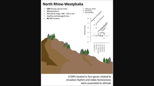 Circadian rhythm and redox homeostasis candidate genes showed association with shallow elevation in Norway spruce