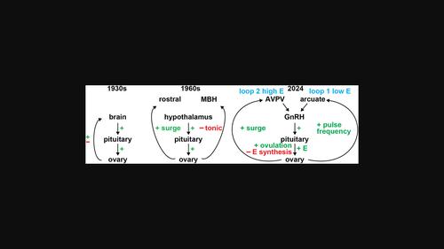 Estradiol action in the female hypothalamo–pituitary–gonadal axis