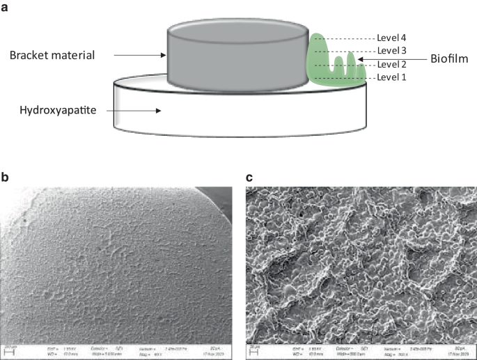 Biofilm volume and acidification within initial biofilms formed in situ on buccally and palatally exposed bracket material.