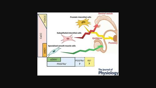 Commonality and heterogeneity of pacemaker mechanisms in the male reproductive organs