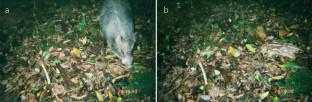 Wild boar population fluctuations in a subtropical forest: the crucial role of mast seeding in Ryukyu Islands, Japan