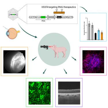 Subretinal AAV delivery of RNAi-therapeutics targeting VEGFA reduces choroidal neovascularization in a large animal model