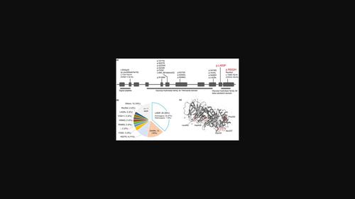 Rapid and long-lasting efficacy of high-dose ambroxol therapy for neuronopathic Gaucher disease: A case report and literature review.