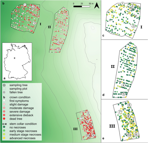 The fungal predominance in stem collar necroses of Fraxinus excelsior: a study on Hymenoscyphus fraxineus multilocus genotypes