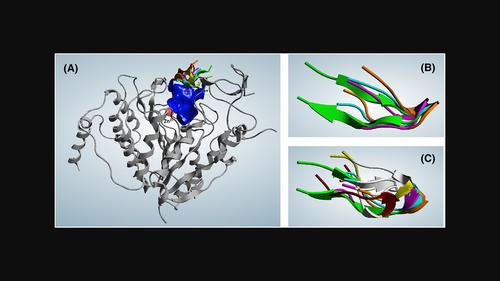 Design and synthesis of peptides as stabilizers of histone deacetylase 4