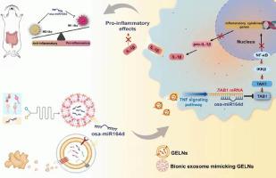 Ginger exosome-like nanoparticle-derived miRNA therapeutics: A strategic inhibitor of intestinal inflammation