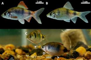 Breeding in captivity for conservation and livelihood: insights into the early ontogeny of the Indigo barb, Pethia setnai (Chhapgar and Sane 1992), a threatened endemic species of the Western Ghats of India