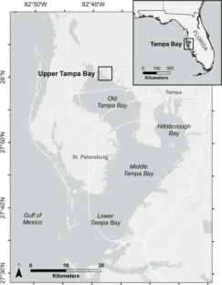 Transformative Impacts of Sea-Level Rise, Storm Surge, and Wetland Migration on Intertidal Native Shell-Bearing Sites in Florida’s Largest Open-Water Estuary, Tampa Bay, Florida, USA