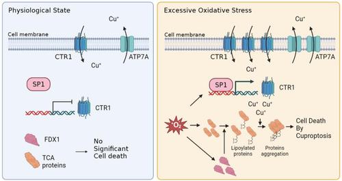 SP1/CTR1‐mediated oxidative stress‐induced cuproptosis in intervertebral disc degeneration