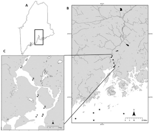 Juvenile Alewife (Alosa pseudoharengus) Movement and Residency in a Northern Temperate Estuary