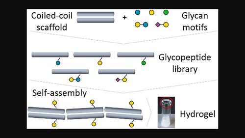 Impact of glycan nature on structure and viscoelastic properties of glycopeptide hydrogels