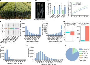 A long non-coding RNA functions as a competitive endogenous RNA to modulate TaNAC018 by acting as a decoy for tae-miR6206