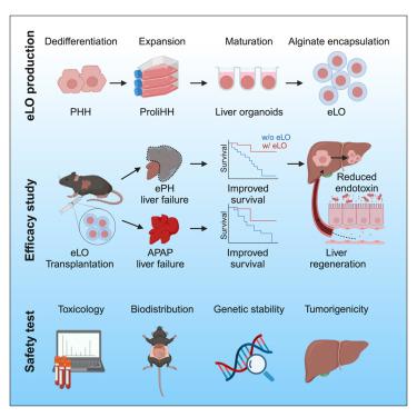 Preclinical efficacy and safety of encapsulated proliferating human hepatocyte organoids in treating liver failure.