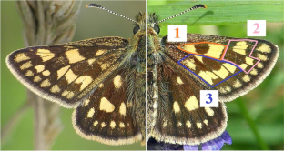 Using photographic mark-recapture to estimate population size, movement, and lifespan of a reintroduced butterfly