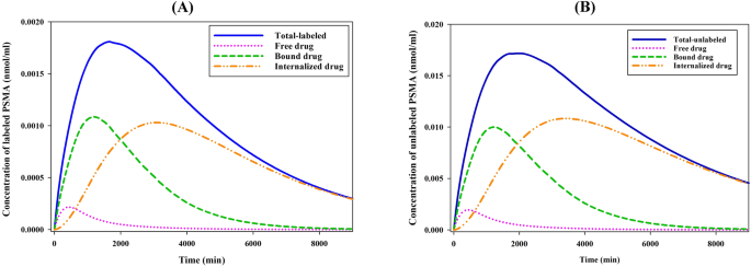 Radiopharmaceutical transport in solid tumors via a 3-dimensional image-based spatiotemporal model