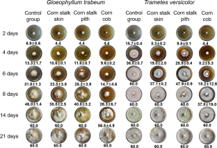 Potential applications for eco-friendly wood preservative of the extracts of thermally degraded cobs and stalks of corn