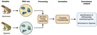 The Impact of Long-Term Hypoxia on the Antioxidant Defense System in the Siberian Frog Rana amurensis