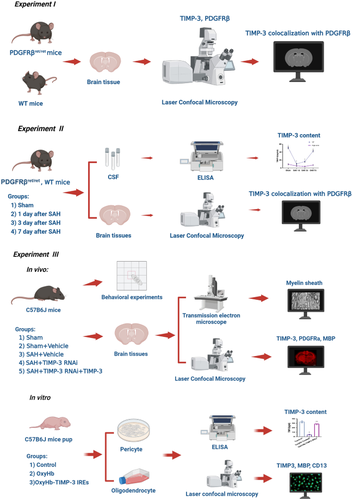 TIMP-3 Alleviates White Matter Injury After Subarachnoid Hemorrhage in Mice by Promoting Oligodendrocyte Precursor Cell Maturation