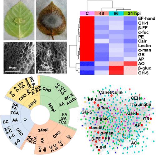 Proteo-metabolomic Dissection of Extracellular Matrix Reveals Alterations in Cell Wall Integrity and Calcium Signaling Governs Wall-Associated Susceptibility during Stem Rot Disease in Jute