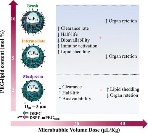 Effect of Poly(ethylene glycol) Configuration on Microbubble Pharmacokinetics