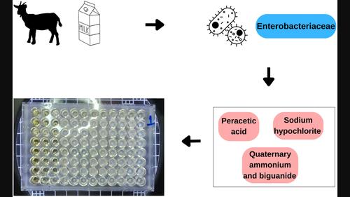 Tolerance of enterobacteria isolated from raw goat milk to sanitisers applied in the food industry