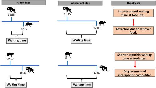 Niche expansion of capuchin monkeys to forest floor on guild-reduced islands increases interspecific spatio-temporal overlap