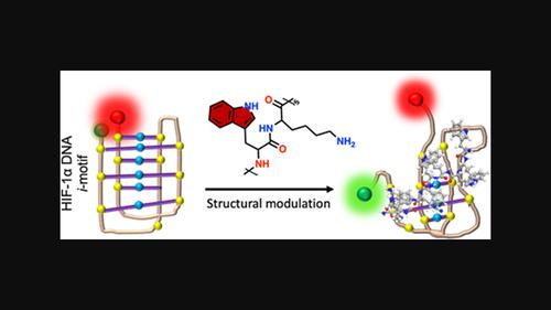 Designer tryptophan-rich peptide modulates structural dynamics of HIF-1α DNA i-motif DNA