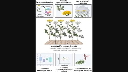 Intraspecific chemical variation of Tanacetum vulgare affects plant growth and reproductive traits in field plant communities