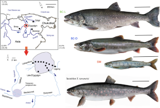 Quaternary history and radiation of Salvelinus fish in the ancient Arctic Lake El’gygytgyn