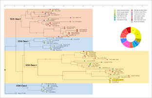 A Wild Arachis Endochitinase Enhances Sclerotinia Resistance in Transgenic Plants