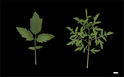 Leaf form diversity and evolution: a never-ending story in plant biology