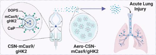 Immunometabolic reprogramming of macrophages with inhalable CRISPR/Cas9 nanotherapeutics for acute lung injury intervention