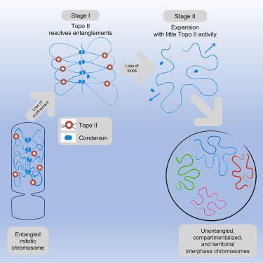 Mitotic chromosomes are self-entangled and disentangle through a topoisomerase-II-dependent two-stage exit from mitosis.