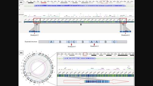 The clinical value of optical genome mapping in the rapid characterization of RB1 duplication and 15q23q24.2 triplication, for more appropriate prenatal genetic counselling