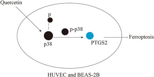 Quercetin alleviates hyperoxia-induced bronchopulmonary dysplasia by inhibiting ferroptosis through the MAPK/PTGS2 pathway: Insights from network pharmacology, molecular docking, and experimental evaluations