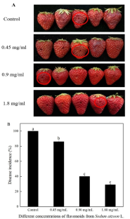 Influence of flavonoids from Sedum aizoon L. on mitochondrial function of Rhizopus nigricans in strawberry