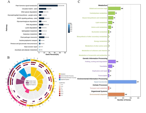 Identification and Expression Analysis of Transcription Factors in Carallia Brachiata Genome