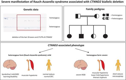 Severe manifestation of Rauch-Azzarello syndrome associated with biallelic deletion of CTNND2