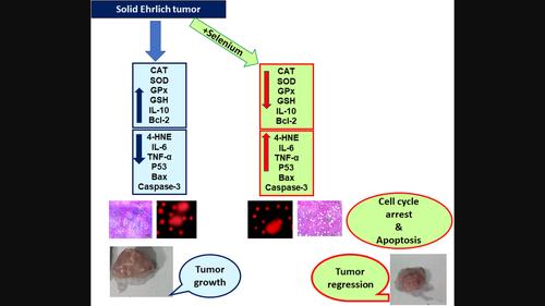 Selenium suppressed growth of Ehrlich solid tumor and improved health of tumor-bearing mice