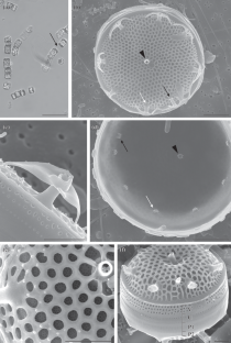 Thalassiosira tealata Takano, 1980 (Bacillariophyta), a Species New to the Seas of Russia