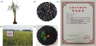 Huamoxiang 3, a variety bred for steaming and cooking type of whole grain black rice