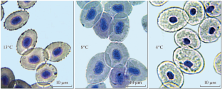 The Hematological Parameters of the Black Scorpionfish Scorpaena porcus Linnaeus, 1758 Under Experimental Hypothermia in vivo