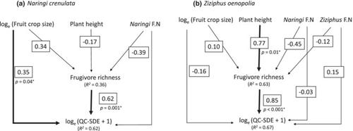 Drivers of intraspecific variation in seed dispersal can differ across two species of fleshy-fruited savanna plants