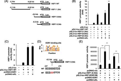 Soluble klotho induces the heat shock factor 1 through EGR1 expression