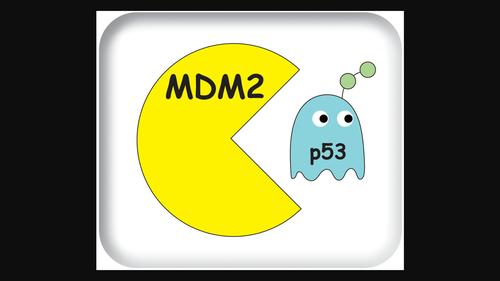 “The 10th International MDM2 Workshop”: Opening up new avenues for MDM2 and p53 research, the First International MDM2 Workshop in Asia